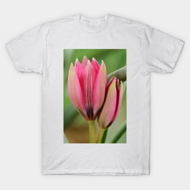 Tulipa  &#39;Little Beauty&#39;  AGM  Tulip  Miscellaneous tulip T-Shirt by chrisburrows